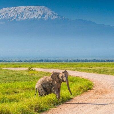 Private Day Tour Amboseli National Park