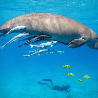 Swimming With Turtles at Marsa Mubarak from Marsa Alam