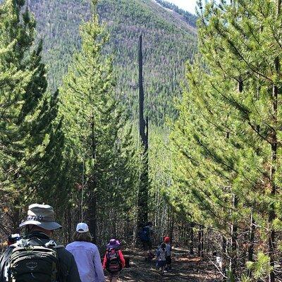 Nature Walk in Glacier National Park