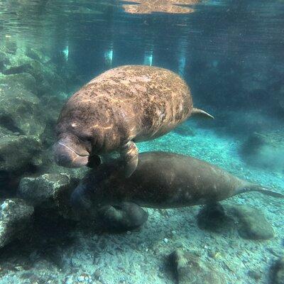 Semi Private Manatee Swim Tour