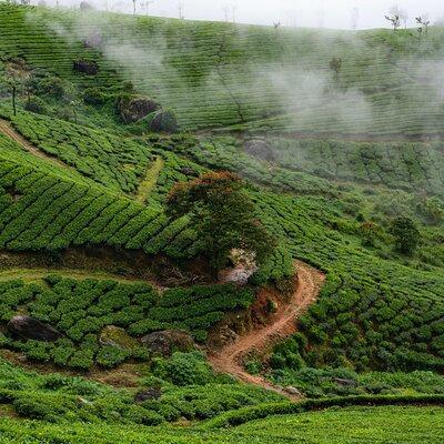 Green Magic Day Tour to Munnar