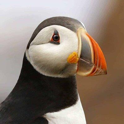 Puffin Extravangza