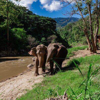 Half Day Visit Smile Elephant Chiang Mai