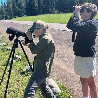 Yellowstone Wildlife Safari in Lamar Valley from Bozeman