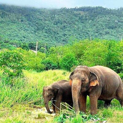 Elephant Nature Care, the largest elephant sanctuary on Koh Samui