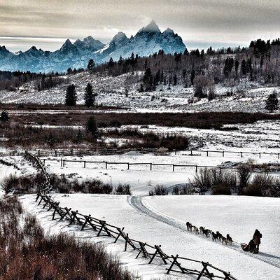 Jackson Hole Full-Day Dog Sledding and Snowmobiling Combo Trip 