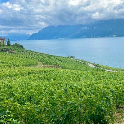 Bern Private Tour - Gruyères , Cheese, and Lavaux's UNESCO Wine