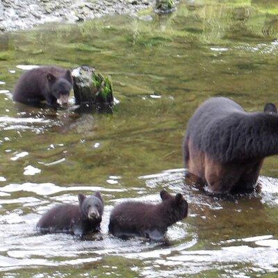 Alaska Wildlife Waterfall Tours