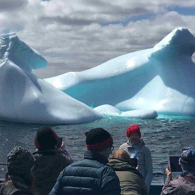 Birds and Bergs in Newfoundland