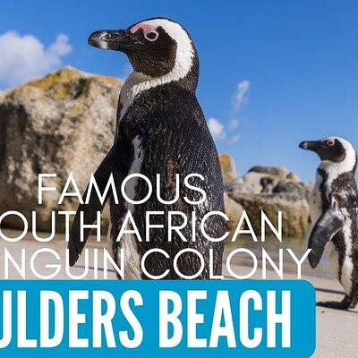 Private Tour:Cape of Good Hop>Seal island>Chapman’speak &Penguins