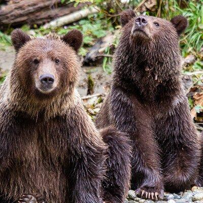 Full Day Grizzly Bear Expedition in Desolation Sound