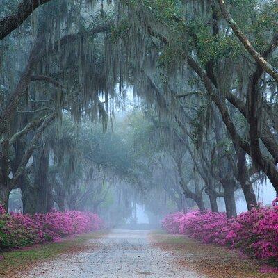 2-Hour Bonaventure Cemetery Walking Tour