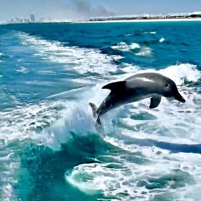 Private 2-Hour Dolphin and Sightseeing Tour