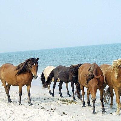 Private Party Assateague Island Cruise in Ocean City, MD