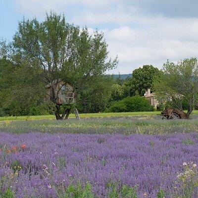 Full Day Private Tour from Arles Nimes or the Alplilles