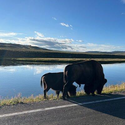 Guided Lower Loop of Yellowstone Tour from Cody, WY