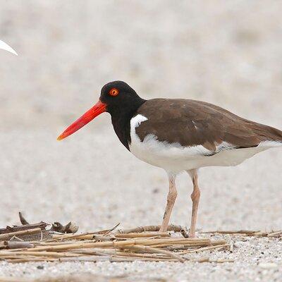 Charleston Bird Watching Tour 