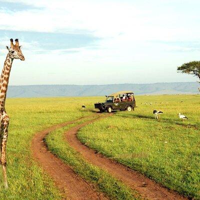 Half Day Tala Game Reserve and Phezulu Private Tour