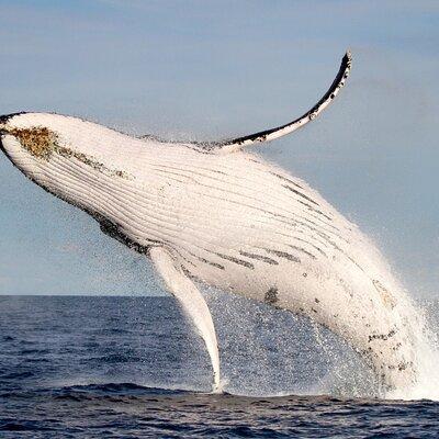 Whale Watching Discovery Tour from Lake Macquarie