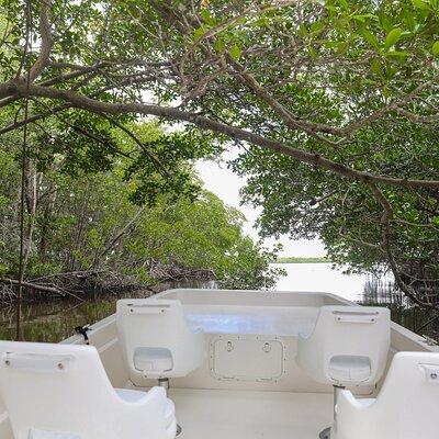 Everglades Mangrove Wilderness Boat Tour 