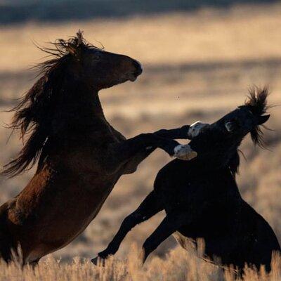 Red Canyon Small Group Wild Mustang Van Tours in Cody Wyoming 