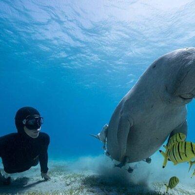 Diving with Dugongs and Turtles With Lunch in Marsa Mubarak