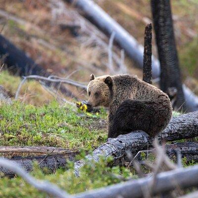 Yellowstone Wildlife and Photo Tours “Upper Loop” Tour From Cody 