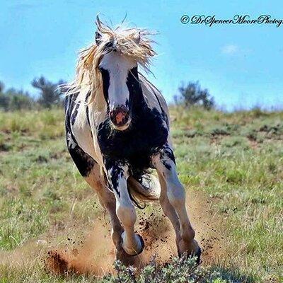 Cody Wild Mustang Small Group ecotour By Red Canyon Wild Mustang 