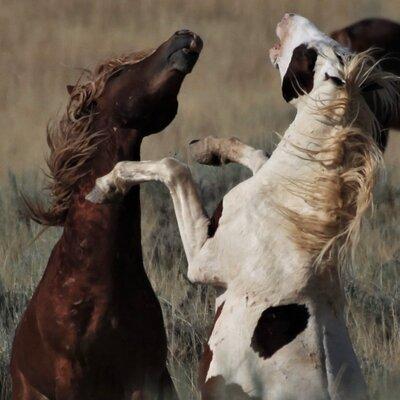 Private 4 Hour Red Canyon Wild Mustang Air Conditioned Van Tours 