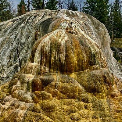 Private Yellowstone Wildlife and Photo Tour’s Upper Loop Cody Wy 