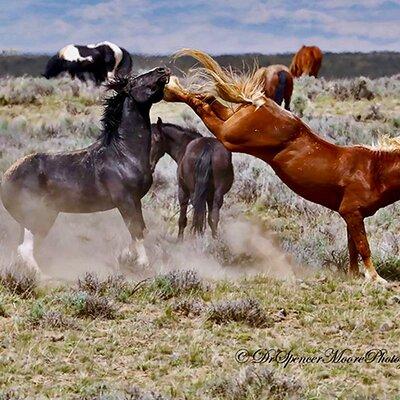 Kicking Red Canyon Wild Mustang Bus Tour Deals 5 PM In Cody 