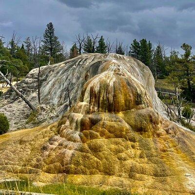 Yellowstone Wildlife and Photo Tours “Upper Loop” Tour From Cody 