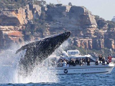 Whale Watching Boat Trip in Sydney