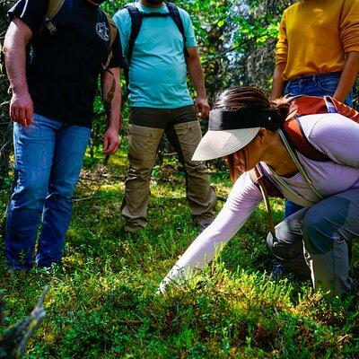 4 Hour Off-Trail Hiking Tour in Denali