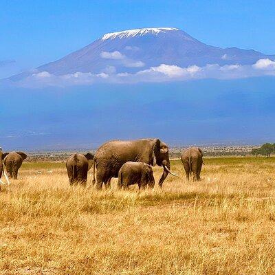 Day Tour to Amboseli National park and Masai Village Tour