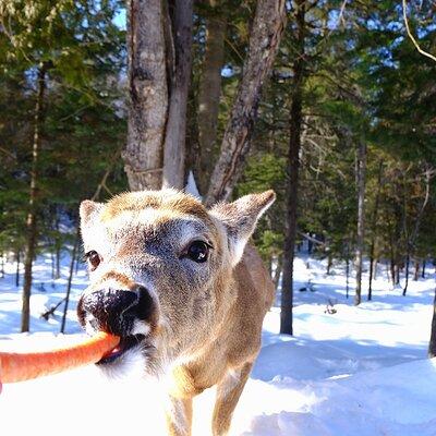 Omega Park: Canadian Wildlife Safari Adventure