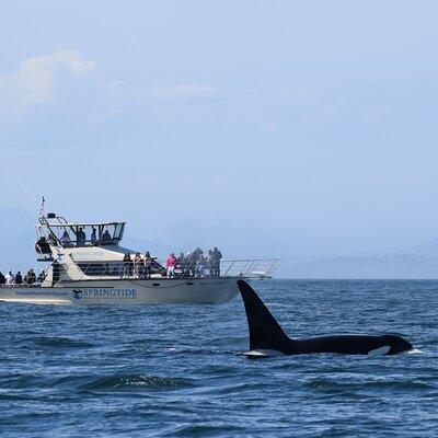 Victoria Whale Watch Tour