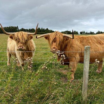 Invergordon Private Sheepdogs, Highland cows and Castle Tour 