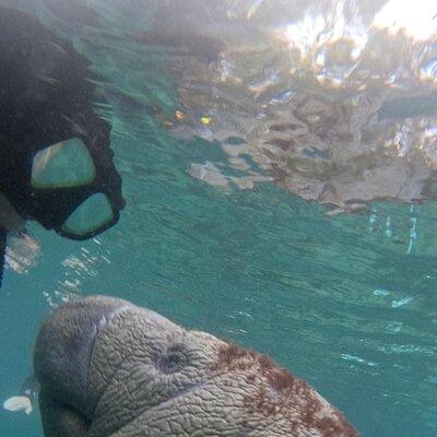 Private Manatee Swim Crystal River FL 6 Passenger Max Free Photos