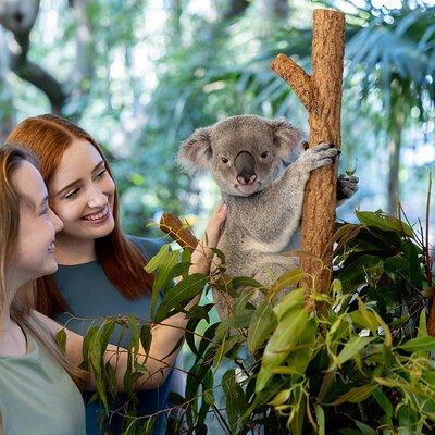 Lone Pine Koala Sanctuary Day Pass