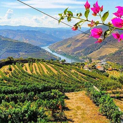 Douro Valley Small Group Food and Wine Tour From Porto 