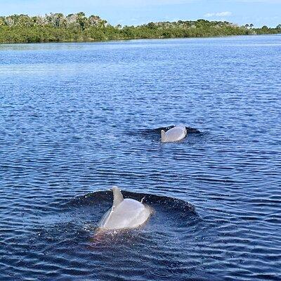 Dolphin & Manatee Discovery Cruise