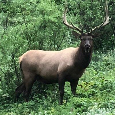 Explore Banff + Wildlife