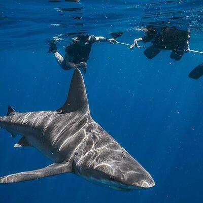 Shark Snorkeling Experience in South Florida