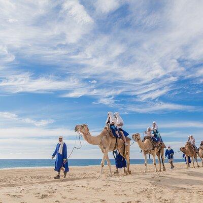 Cabo San Lucas Camel Ride with Mexican Buffet and Tequila Tasting