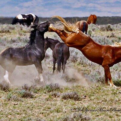 Kicking Red Canyon Wild Mustang Bus Tour Deals 8am Daily 