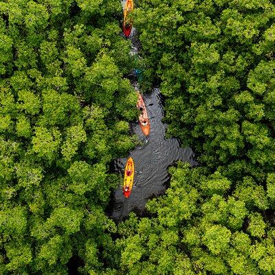 SoCoHo Half Day - Mangrove Kayak & Reef Snorkeling