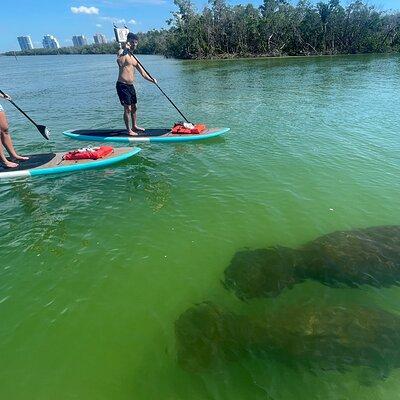 Dolphin and Manatee Adventure Tour of Naples with Florida History