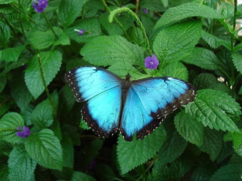 Niagara Parks Butterfly Conservatory