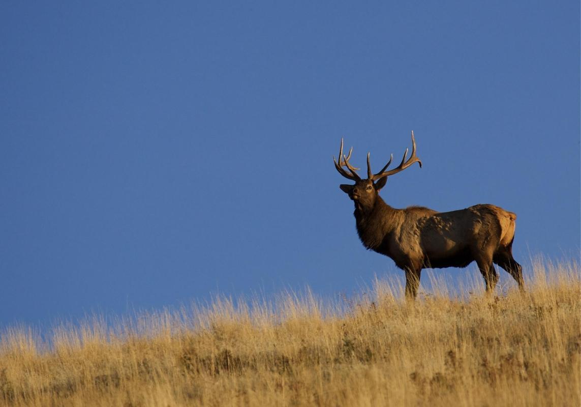 National Elk Refuge